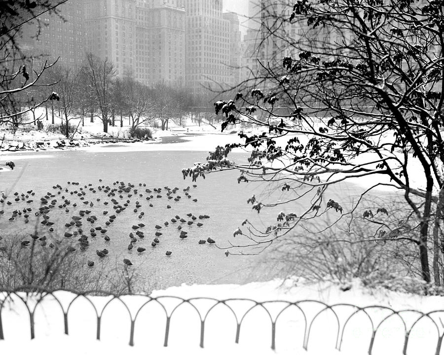 Snow Scenes In Central Park #1 Photograph by New York Daily News Archive
