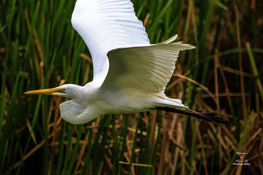 Snow White in Flight by Kevin Banker Snow White in Flight by Kevin Banker