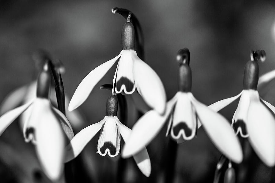 Snowdrops #2 Photograph by Andreas Levi