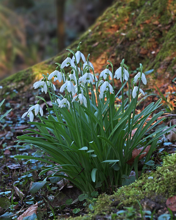 Snowdrops In Woodland #1 Photograph by Gill Billington