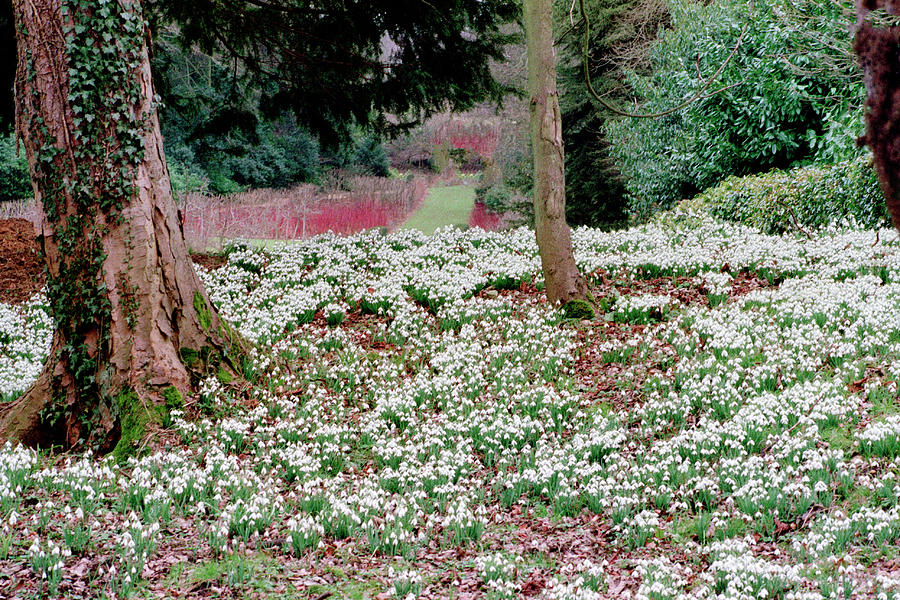Snowdrops in woodland #1 Photograph by Seeables Visual Arts