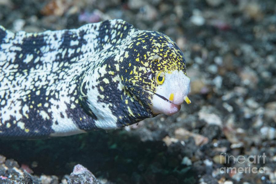 Snowflake Moray Eel Photograph by Georgette Douwma/science Photo ...