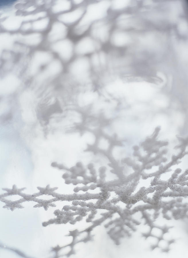 Snowflake #1 Photograph by Ryan Mcvay