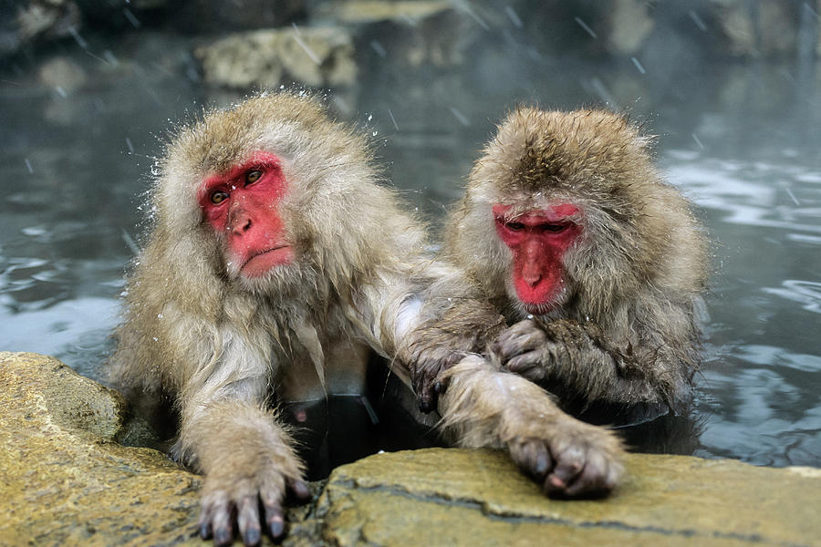 Snowmonkeys, Japanese Macaques In Hot Spring Grooming, Macaca Fuscata ...