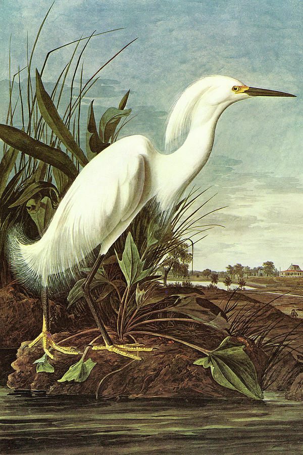 Snowy Egret #1 Painting by John James Audubon