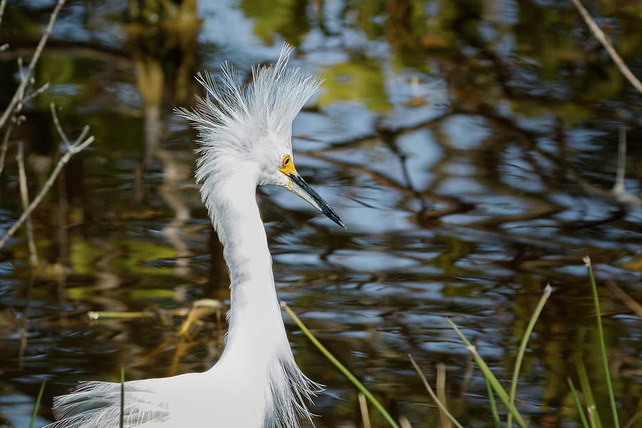 Snowy Egret #1 Photograph by Les Greenwood