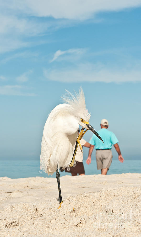 Egret Photograph - Snowy Egret Standing On Sandy Beach On by Robert F. Leahy Egret Photograph - Snowy Egret Standing On Sandy Beach On by Robert F. Leahy