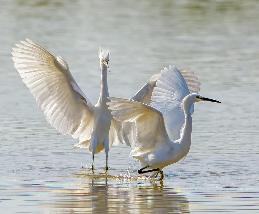 Snowy Egrets Chase 1097-111718-1cr #1 Photograph by Tam Ryan