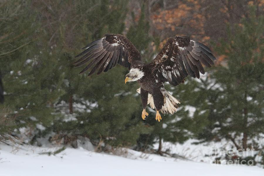 Snowy Landing Photograph by Teresa McGill | Fine Art America