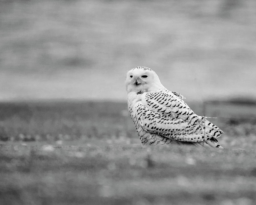 Owl Photograph - Snowy Owl 5872 by Cathy Kovarik