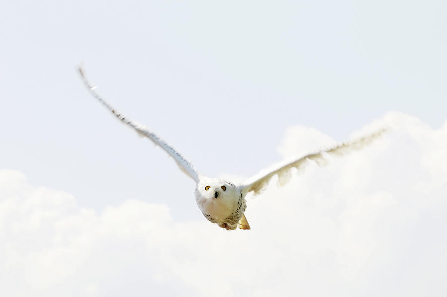 Snowy Owl #1 Photograph by Alesveluscek