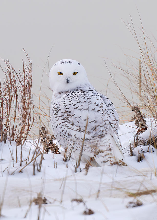 Snowy Owl At Snowy #1 Photograph by Johnny Chen