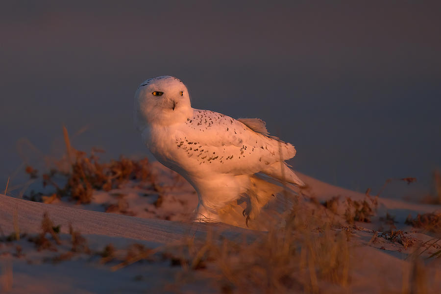 Snowy Owl At Sunset #1 Photograph by Johnny Chen