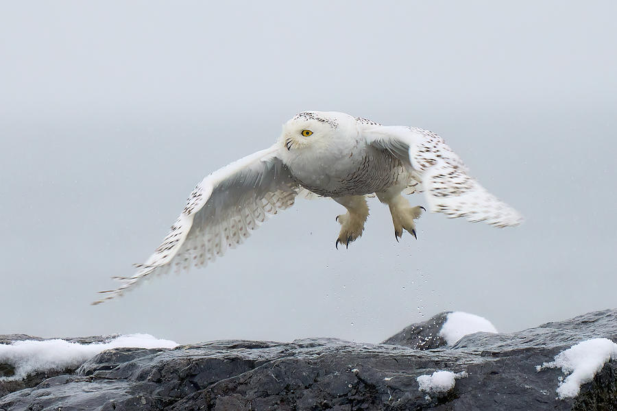 Snowy Owl In Flight #1 Photograph by Johnny Chen