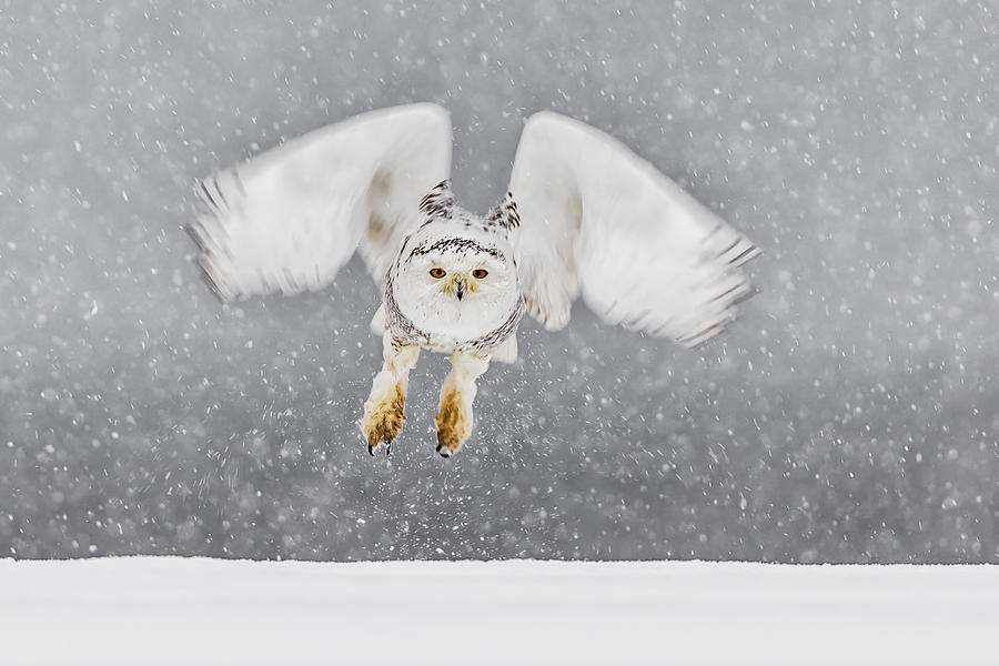 Snowy Owl #1 Photograph by James Bian