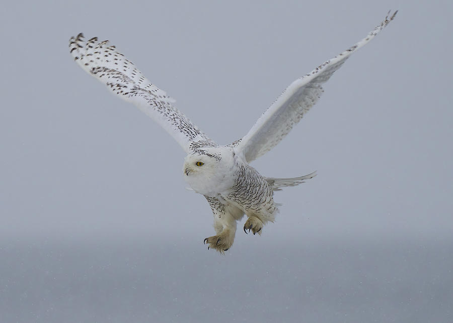 Snowy Owl Photograph by Johnny Chen - Fine Art America