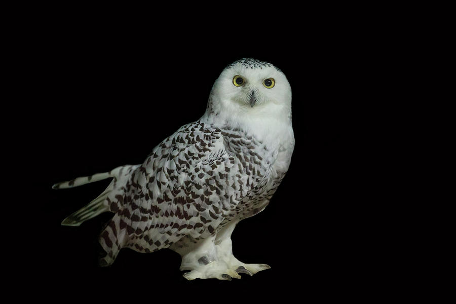 Snowy Owl #1 Photograph by Manoj Shah