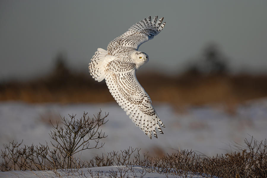Snowy Owl #1 Photograph by Max Wang