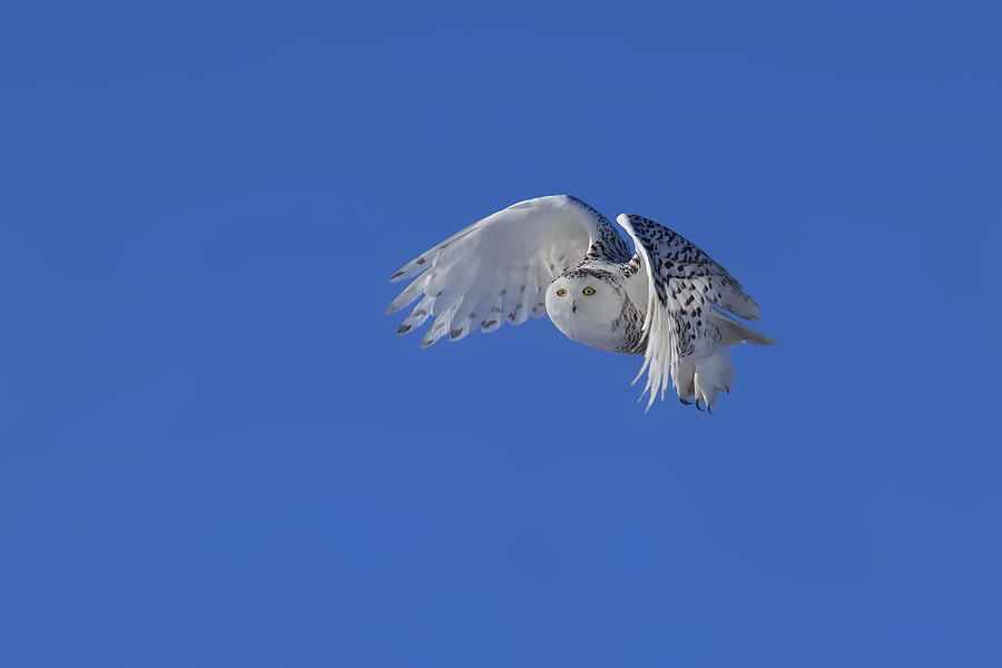 Snowy Owl #1 Photograph by Phillip Chang