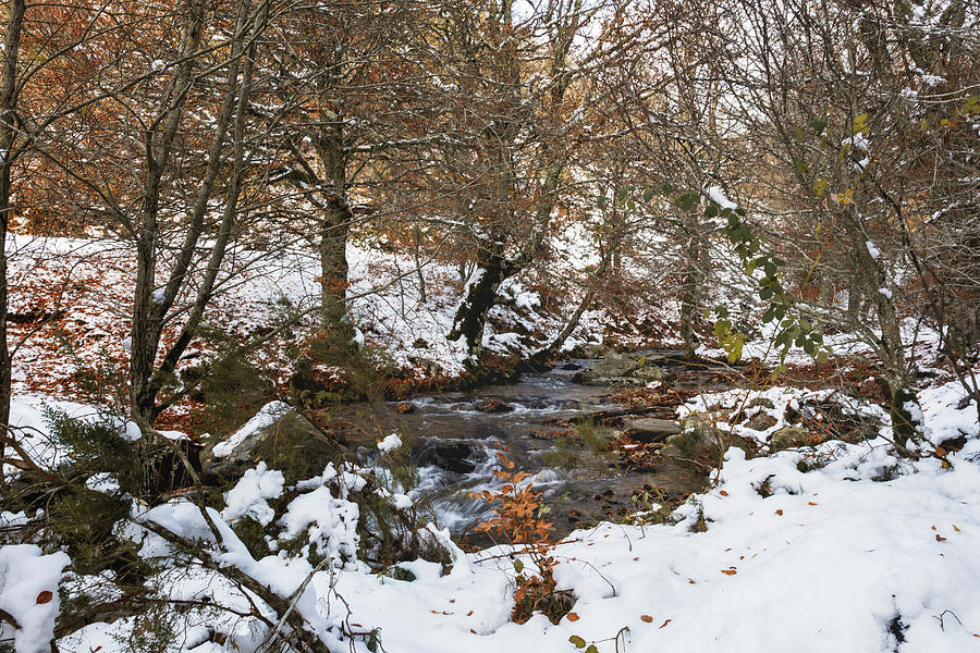Winter Photograph - Snowy River Surrounded By Trees In The Pine Forest During Autumn #1 by Cavan Images