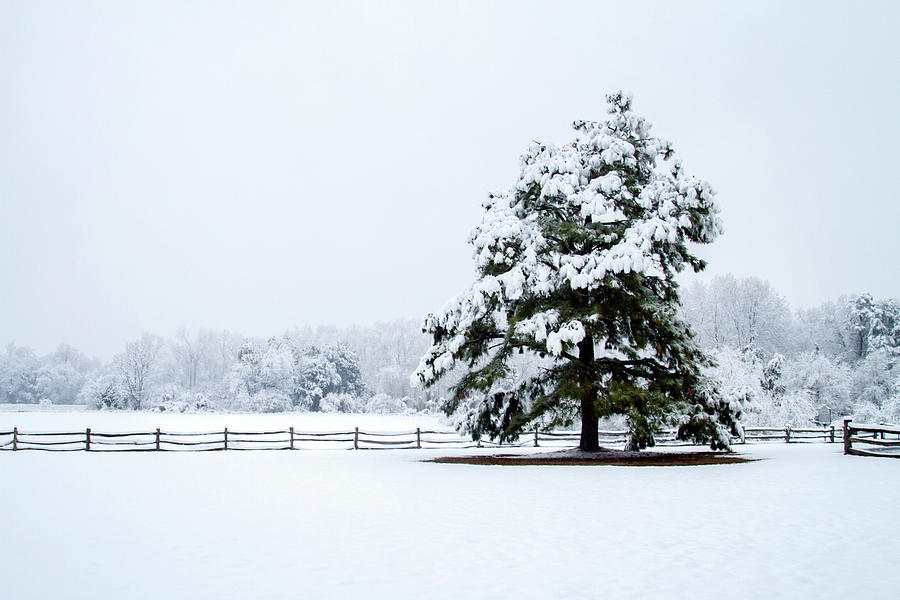 Snowy Sentinel #1 Photograph by Alan Hausenflock