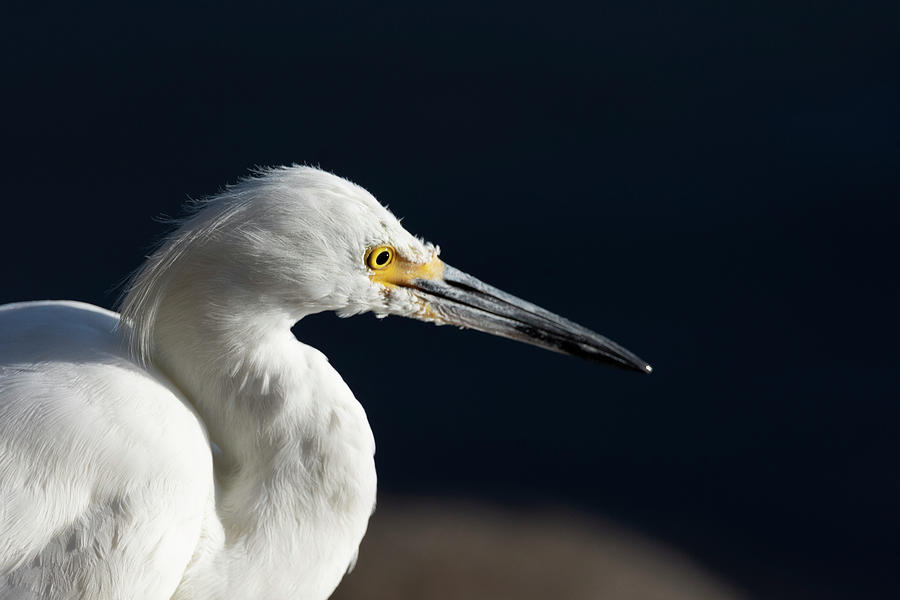 Snowy White Egret 7 Photograph by Rick Mosher