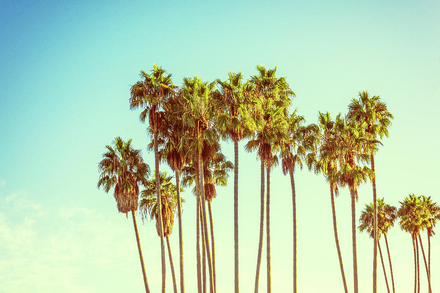 So Happy Together California Palm Trees Photograph By Joseph S 