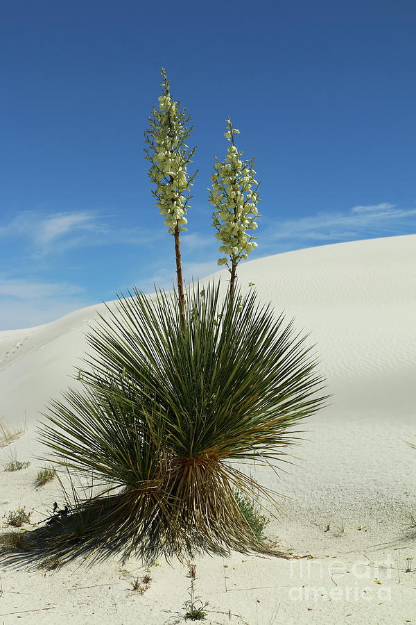Nature Photograph - Soap Yucca At White Sands #1 by Christiane Schulze Art And Photography
