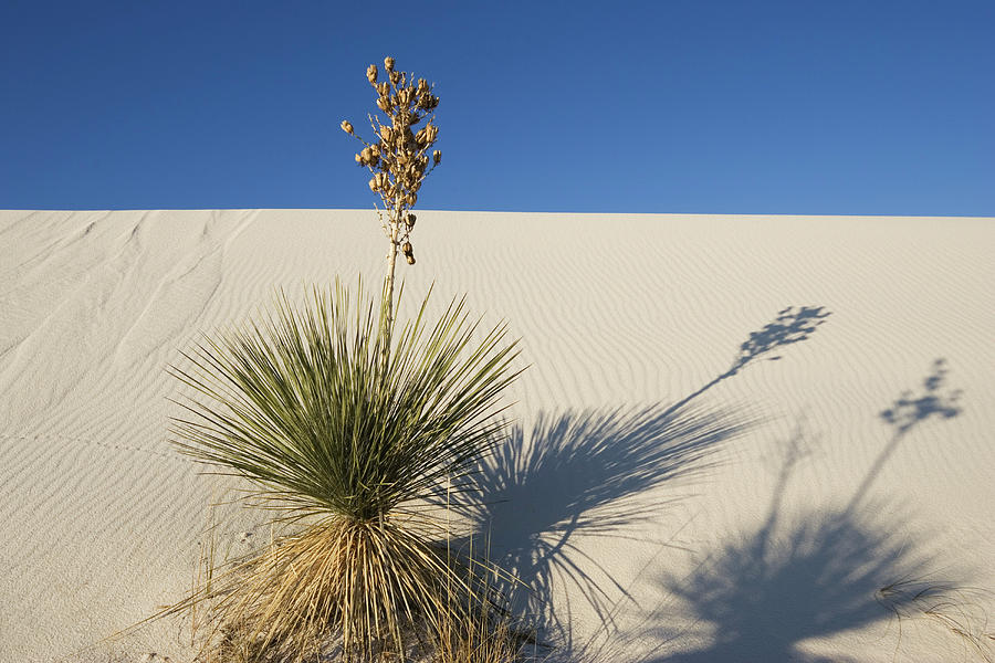 Soaptree, Yucca In Dunes, Yucca Elata, Gypsum Dune Field, White Sands ...