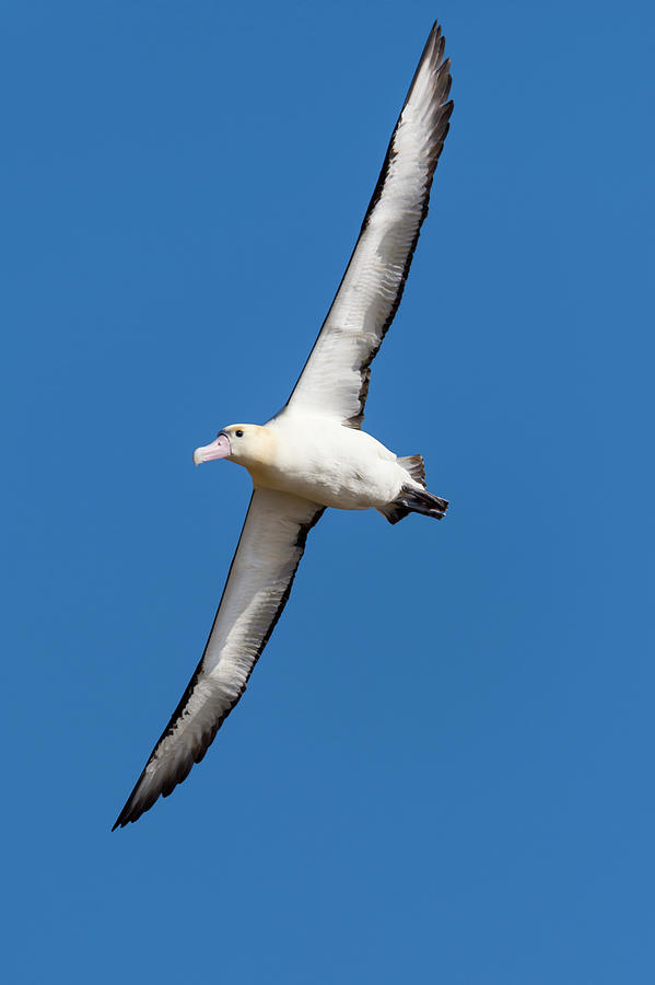 Soaring Short-tailed Albatross #1 Photograph by Tui De Roy