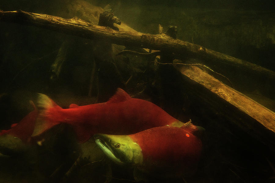Fish Photograph - Sockeye Salmon Swim In The Adams River. #1 by Cavan Images