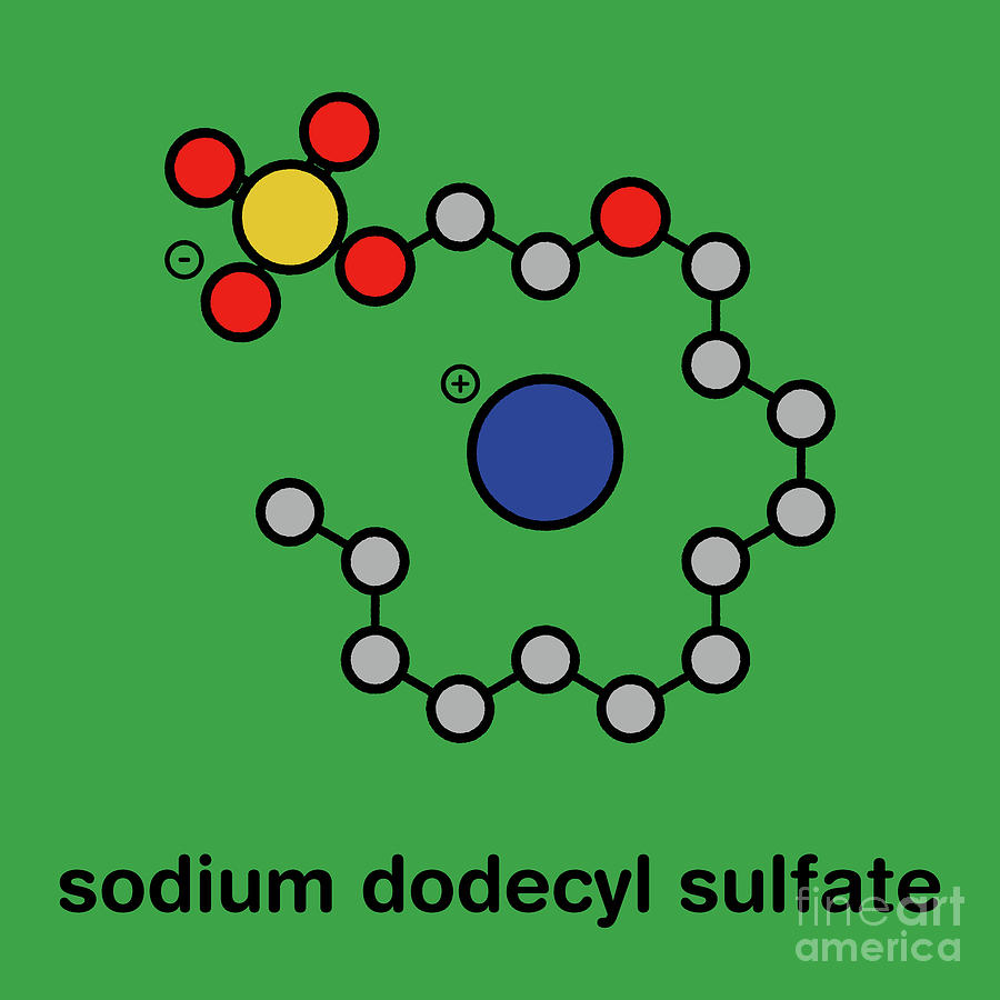 Sodium Dodecyl Sulfate Molecule #1 by Molekuul/science Photo Library