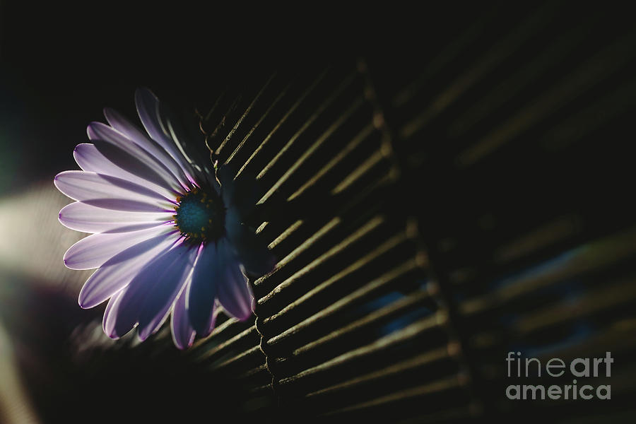 Soft and pink daisies against backlight on a wooden background. #1 Photograph by Joaquin Corbalan