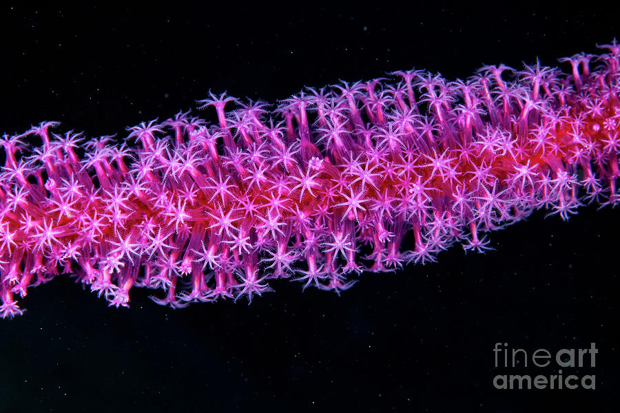 Soft Coral #1 Photograph by Alexander Semenov/science Photo Library