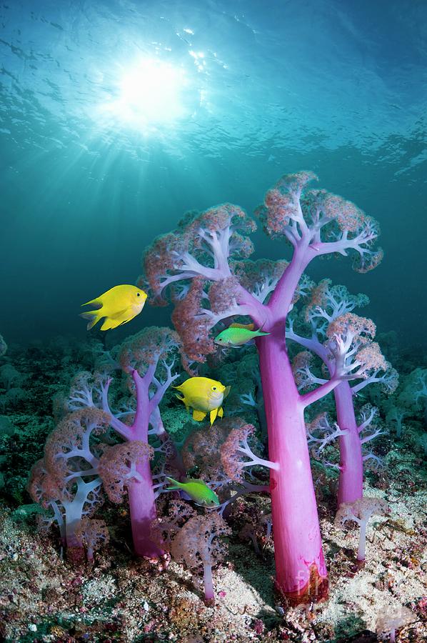 Soft Coral Photograph by Georgette Douwma/science Photo Library - Fine ...