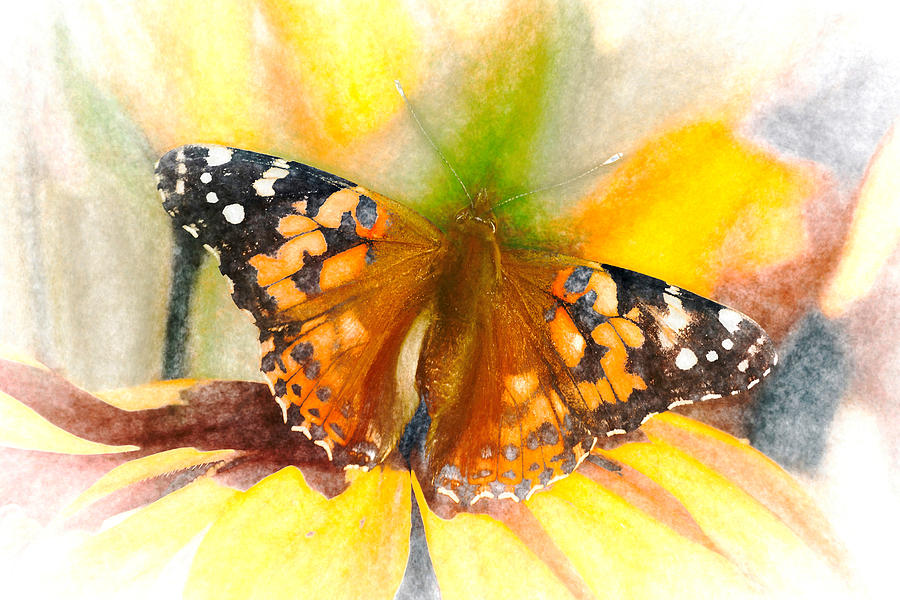 Soft Painted Lady Butterfly Chalk Photograph by Don Northup