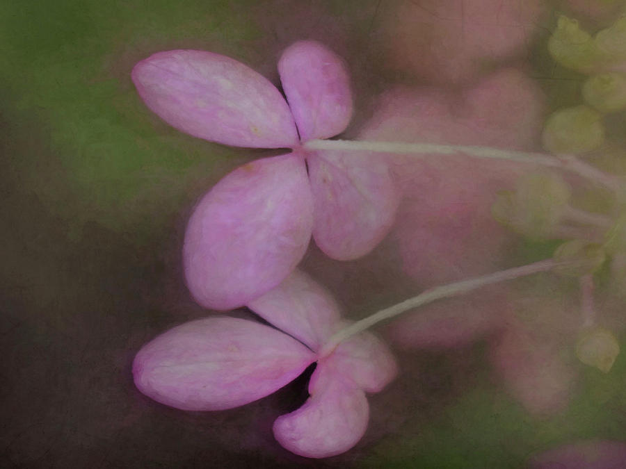 Nature Painting - Soft Petals #1 by Heather Buechel