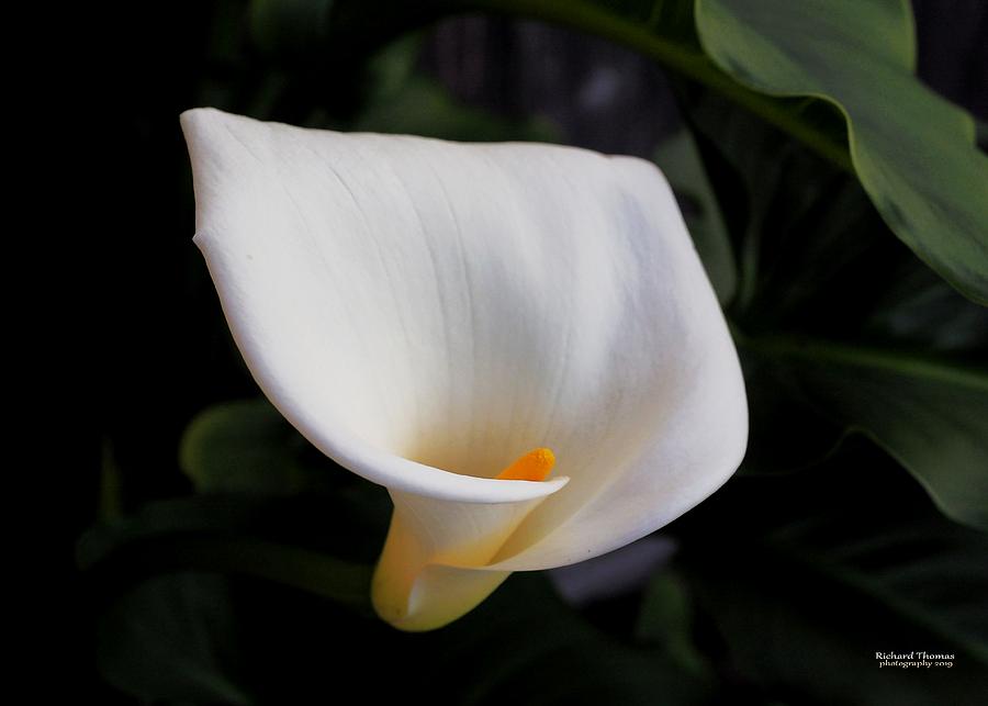 Soft White Calla Lily #1 Photograph by Richard Thomas