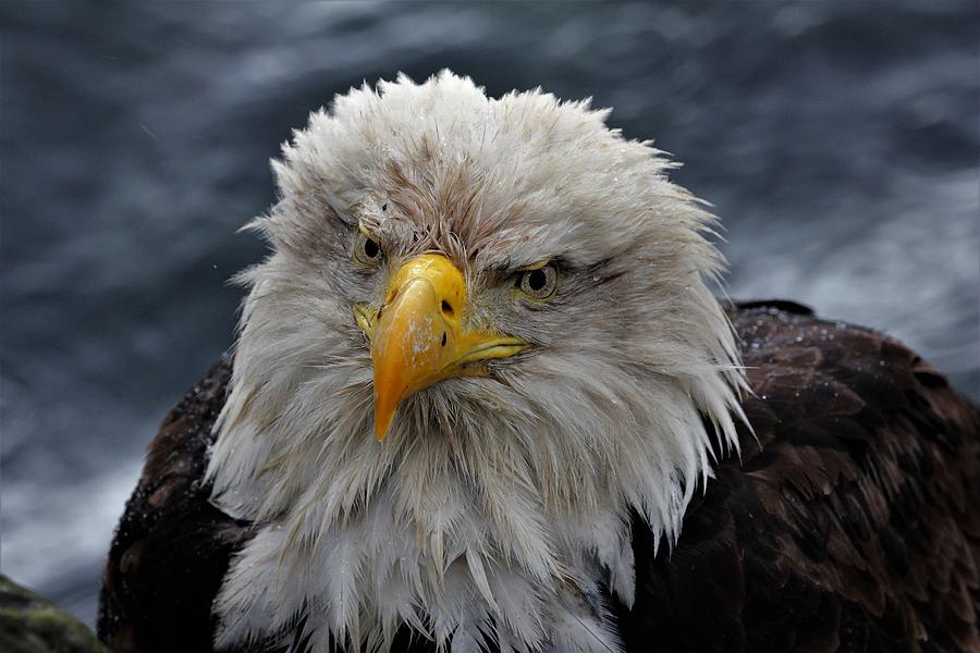 Soggy Eagle #1 Photograph by Michelle Pennell