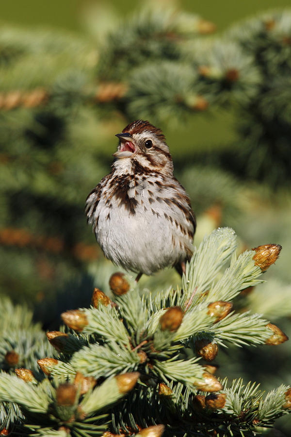 Song Sparrow #1 Photograph by James Zipp