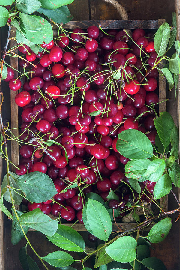Sour Cherries #1 Photograph by Irina Meliukh