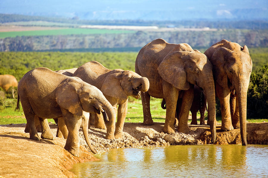 South Africa, African Elephants At #1 Photograph by John Seaton Callahan