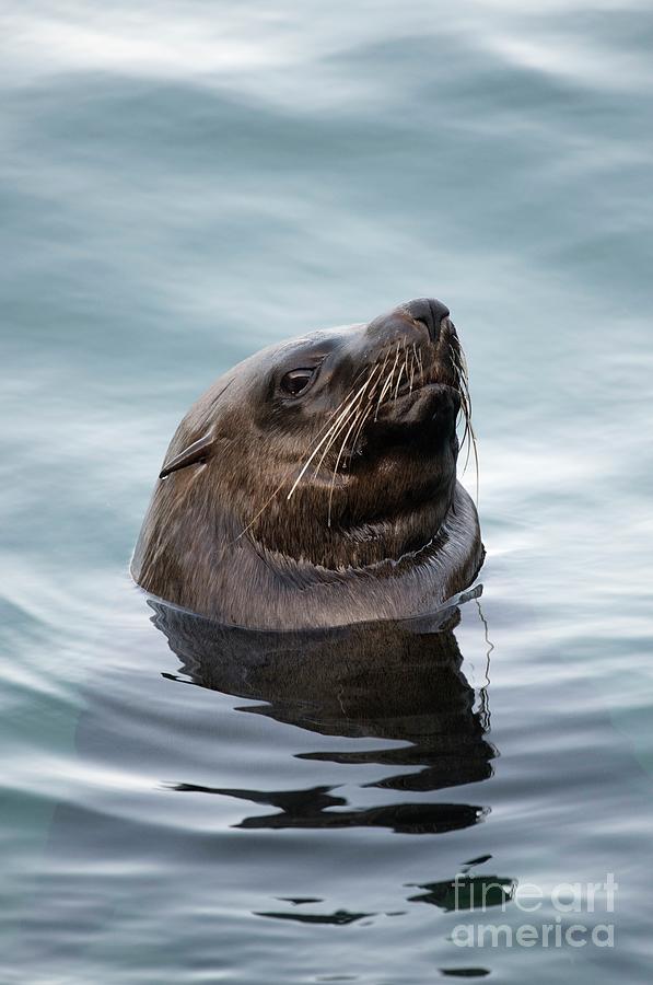 South African Fur Seal Photograph by Tony Camacho/science Photo Library