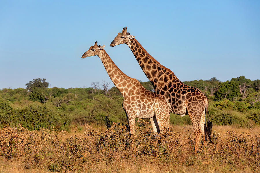 South African Giraffe Mating In Chobe Botswana Safari Photograph By Artush Foto Fine Art America 