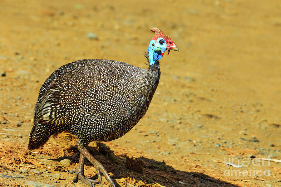 South African Guineafowl bird #1 Photograph by Benny Marty