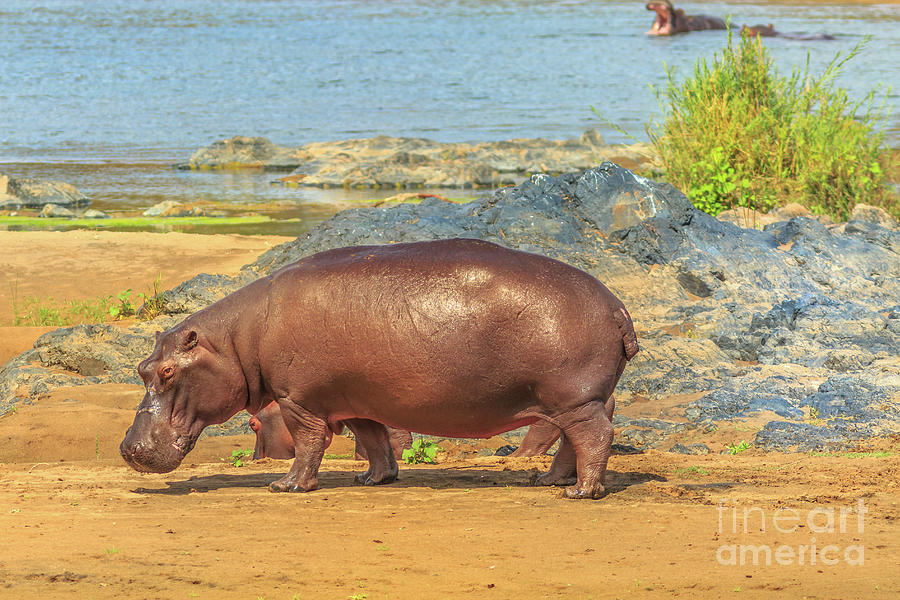 South African hippopotamus #1 Photograph by Benny Marty