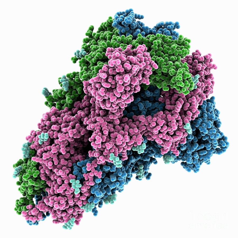 South African Sars-cov-2 Spike Protein #1 Photograph by Laguna Design/science Photo Library