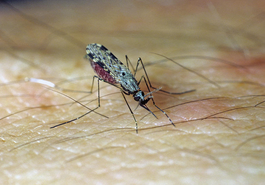 South American Malaria Vector Mosquito #1 Photograph by Nigel Cattlin