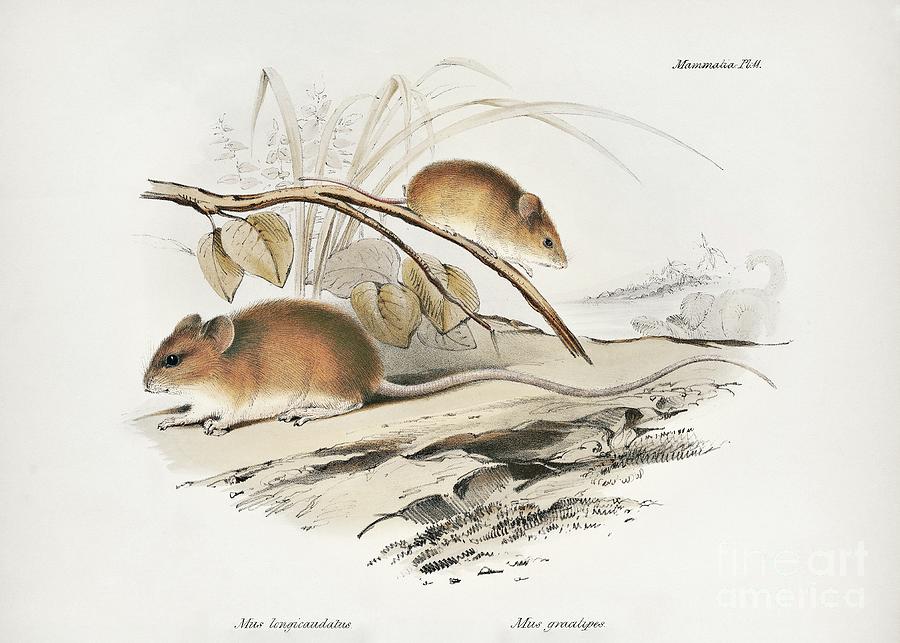 Mammal Photograph - South American Rodents #1 by Library Of Congress, Rare Book And Special Collections Division/science Photo Library