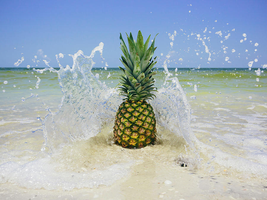 Landscape Photograph - South Florida Pineapple IIi #1 by Adam Mead